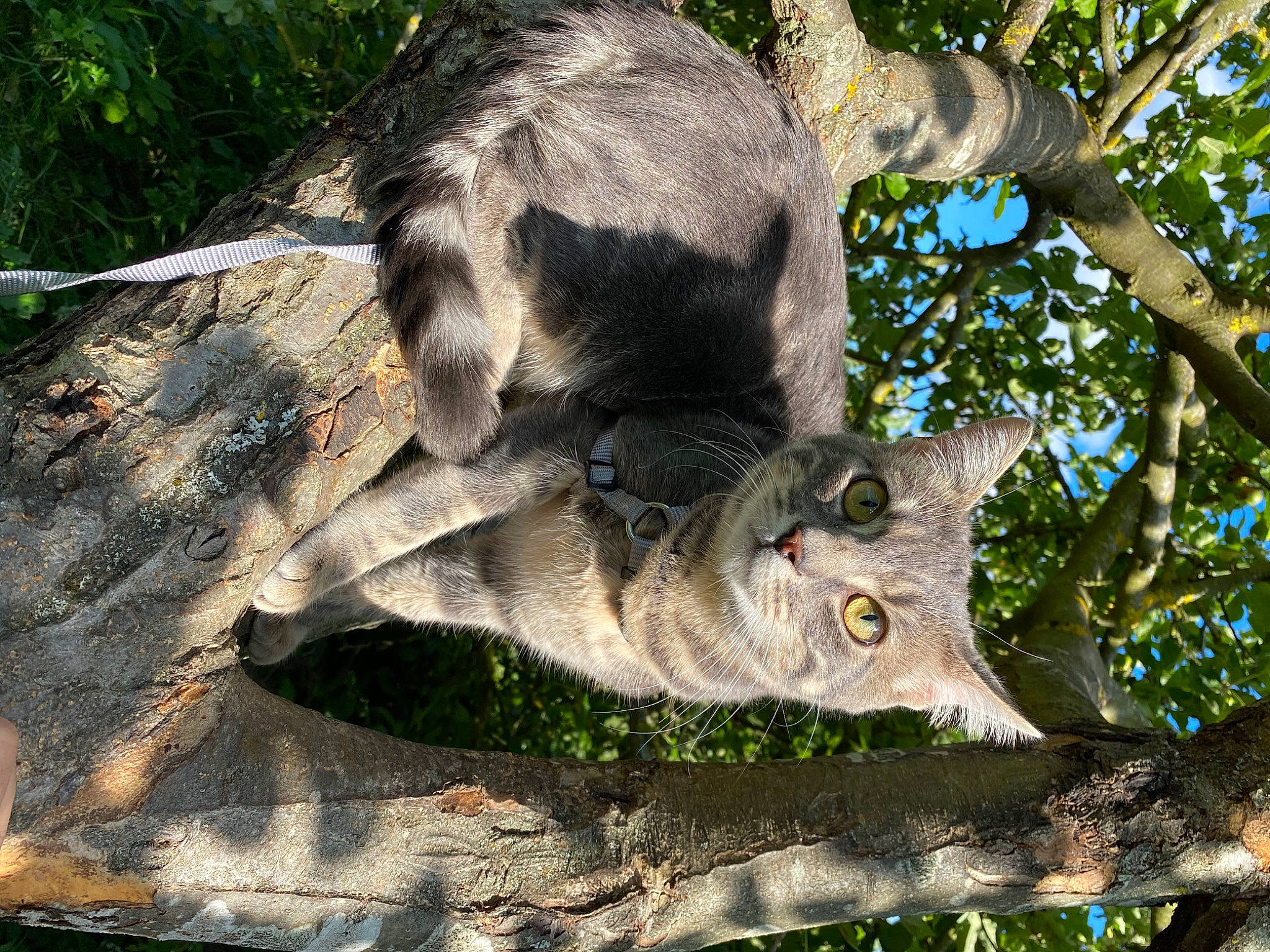 Mallow a rejoint le concours — aidez-le/la à gagner de superbes lots ! carnivore, cat, domestic_short_haired_cat, felidae, fur, grass, groundcover, marsupial, plant, small_to_medium_sized_cats, snout, tail, terrestrial_animal, terrestrial_plant, tree, trunk, twig, whiskers, wildlife, wood