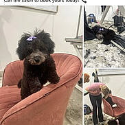 Lucy Smith joined the competition — help win amazing prizes! adult, animal, architecture, building, canine, chair, couch, dog, female, furniture, indoors, livingroom, page, person, pet, poodle, puppy, room, text, woman