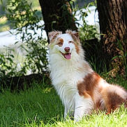 Harold a rejoint le concours — aidez-le/la à gagner de superbes lots ! dog, australian_shepherd, grass, tree, nature, outdoor, animal, pet, fur, happy, tongue_out, sunlight, greenery, lake, canine, sitting, daylight, smiling, mammal, wildlife