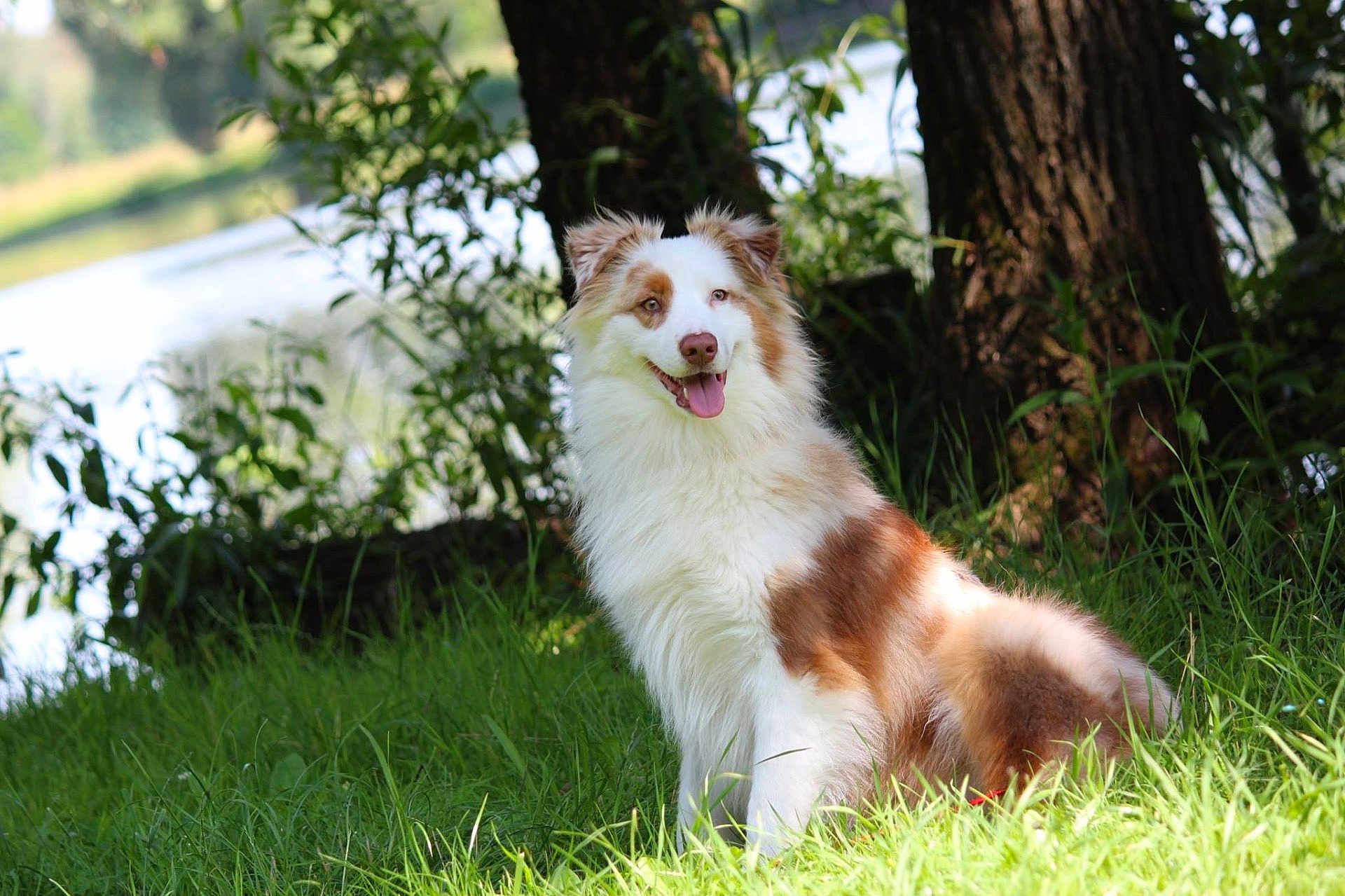 Harold a rejoint le concours — aidez-le/la à gagner de superbes lots ! dog, australian_shepherd, grass, tree, nature, outdoor, animal, pet, fur, happy, tongue_out, sunlight, greenery, lake, canine, sitting, daylight, smiling, mammal, wildlife