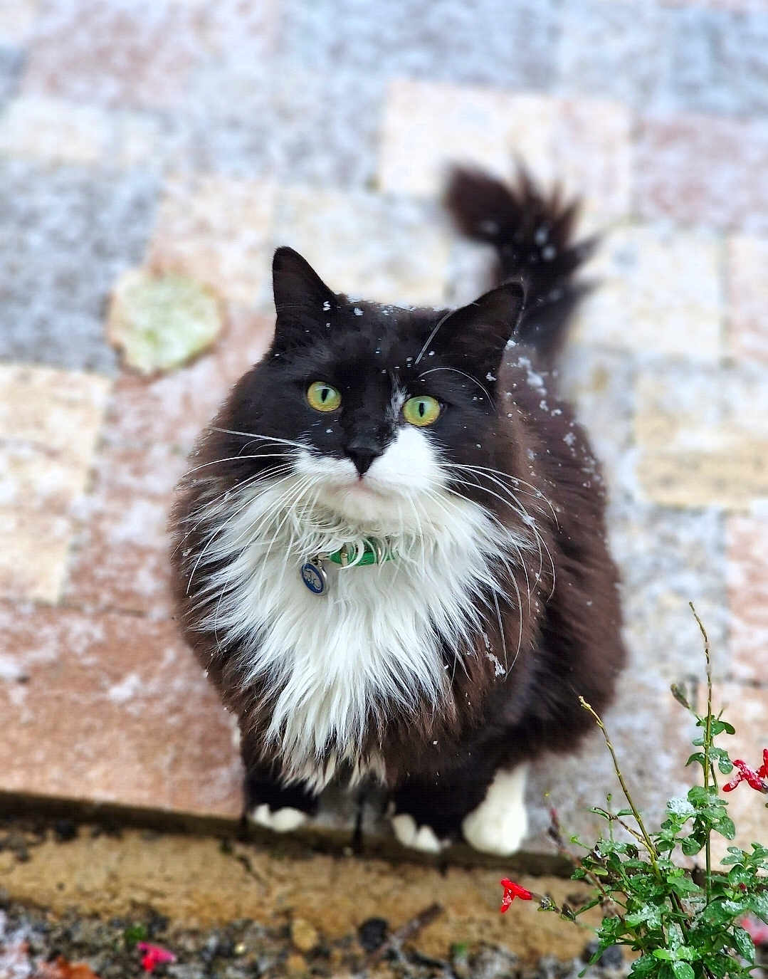 Simba a rejoint le concours — aidez-le/la à gagner de superbes lots ! cat, black_and_white, fluffy, green_eyes, snow, outdoor, pavement, plant, red_flowers, curious, pet, whiskers, tail, fur, collar, nature, animal, close_up, winter, looking_up