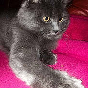 GIZMO participe au concours pour gagner de l'argent avec cette photo :