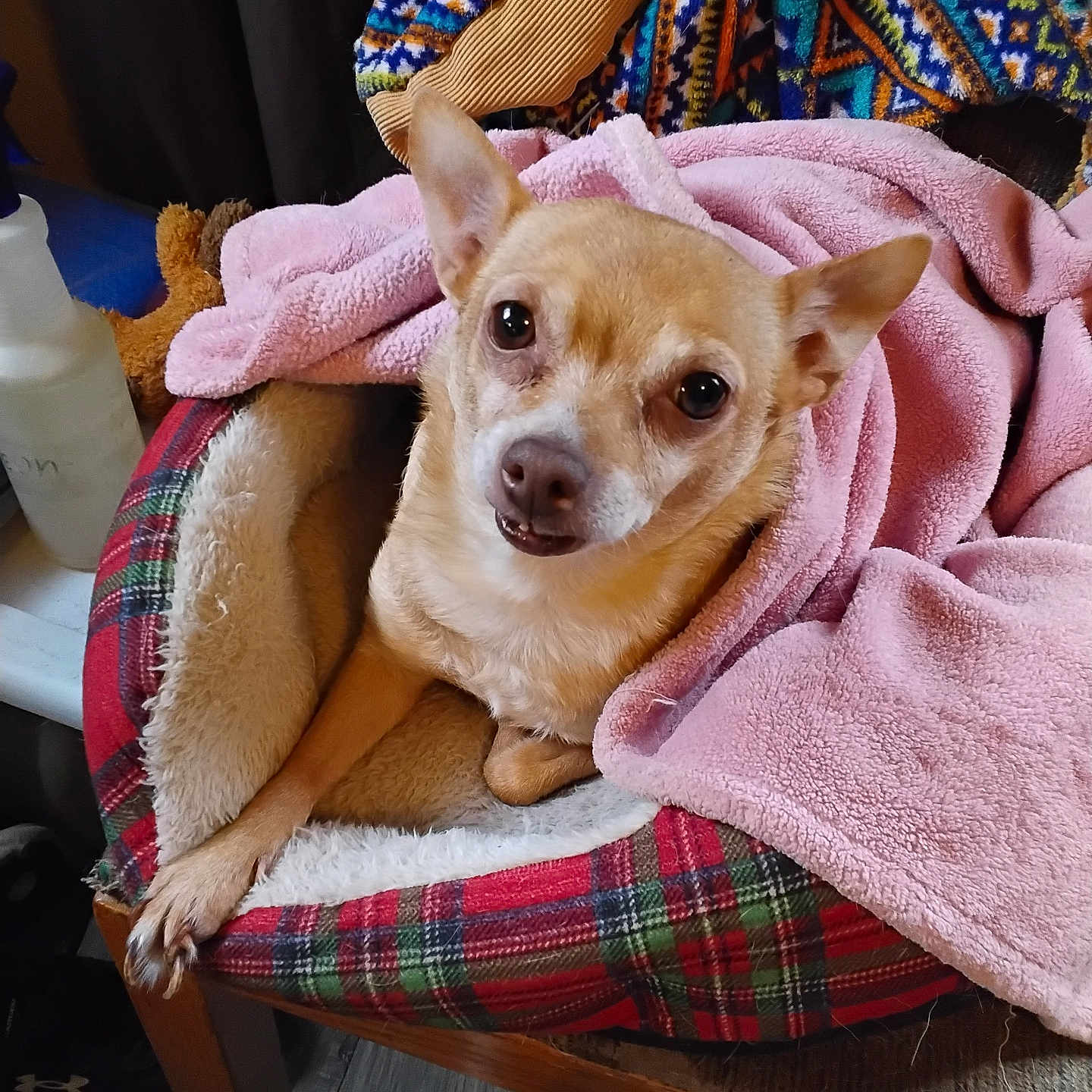 Bella Jae is registered to the contest to win money with this photo: blanket, comfort, cozy, curious, dog, ears, fabric, floor, fur, furniture, household_items, indoor, looking_up, pet_bed, pink_blanket, plaid, small_dog, snout, tan_dog, wooden_chair