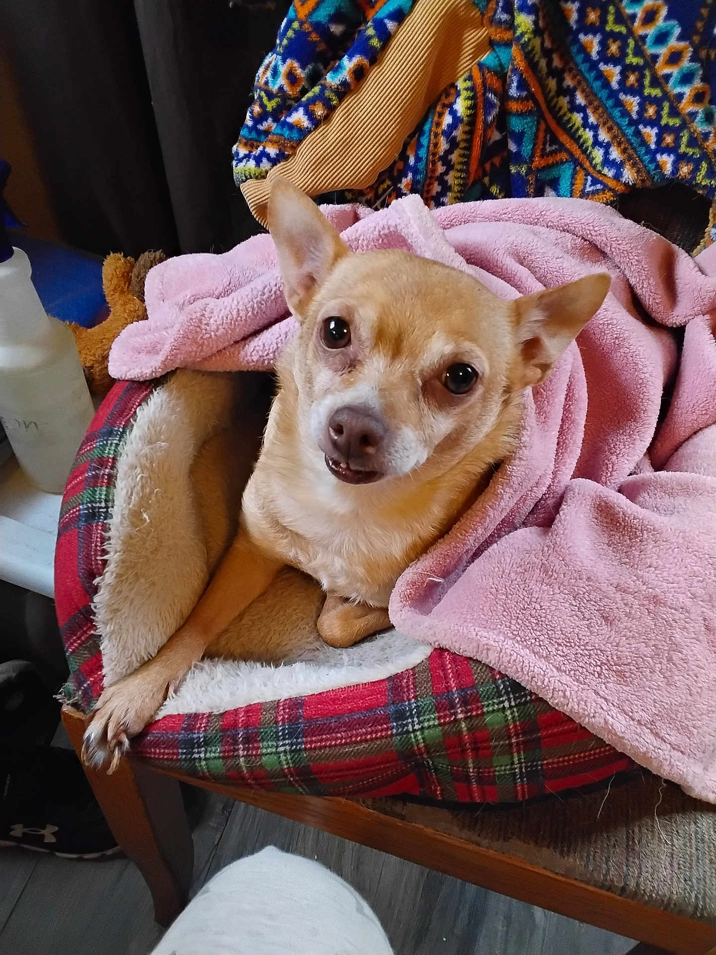 Bella Jae is registered to the contest to win money with this photo: dog, pet_bed, blanket, plaid, tan_dog, small_dog, indoor, cozy, furniture, curious, ears, snout, wooden_chair, pink_blanket, fur, comfort, looking_up, household_items, fabric, floor