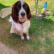 Milou participe au concours pour gagner de l'argent avec cette photo : dog, garden, grass, garden_gnome, outdoor, pet, collar, fence, greenery, animal, brown_and_white, speckled, sitting, sunlight, stone_path, shrubbery, nature, cute, companion, yard
