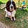 Milou