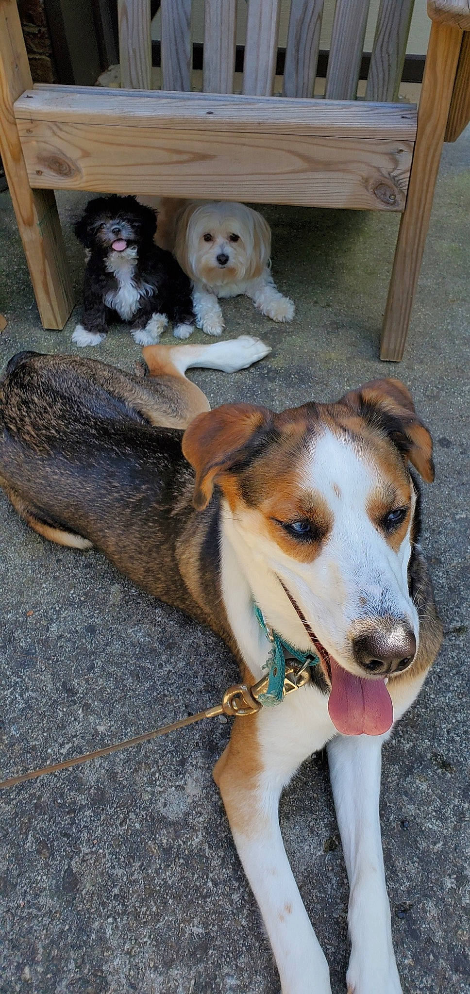 Sadie Sassy Dixie is registered to the contest to win money with this photo: american_foxhound, beagle, canidae, carnivore, dog, dog_breed, hunting_dog, mammal, street_dog, vertebrate