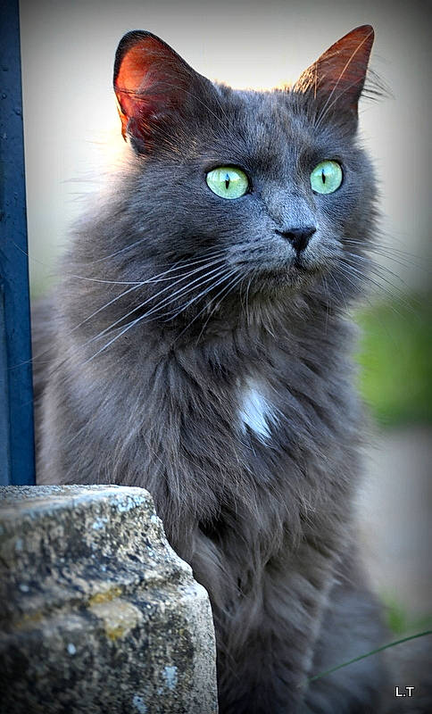 Minou Du Parc a rejoint le concours — aidez-le/la à gagner de superbes lots ! black_cat, carnivore, cat, domestic_short_haired_cat, eye, felidae, fur, grey, iris, russian_blue, small_to_medium_sized_cats, snout, tail, terrestrial_animal, whiskers, wildlife, window