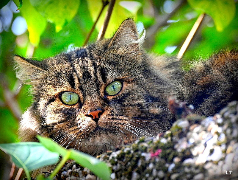 La Minette De L'église
