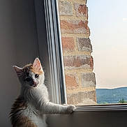Diesel a rejoint le concours — aidez-le/la à gagner de superbes lots ! kitten, cat, window, paw, curious, fur, indoor, brick_wall, nature, daylight, pet, animal, young, fluffy, looking_out, sill, cute, domestic_cat, whiskers, ears