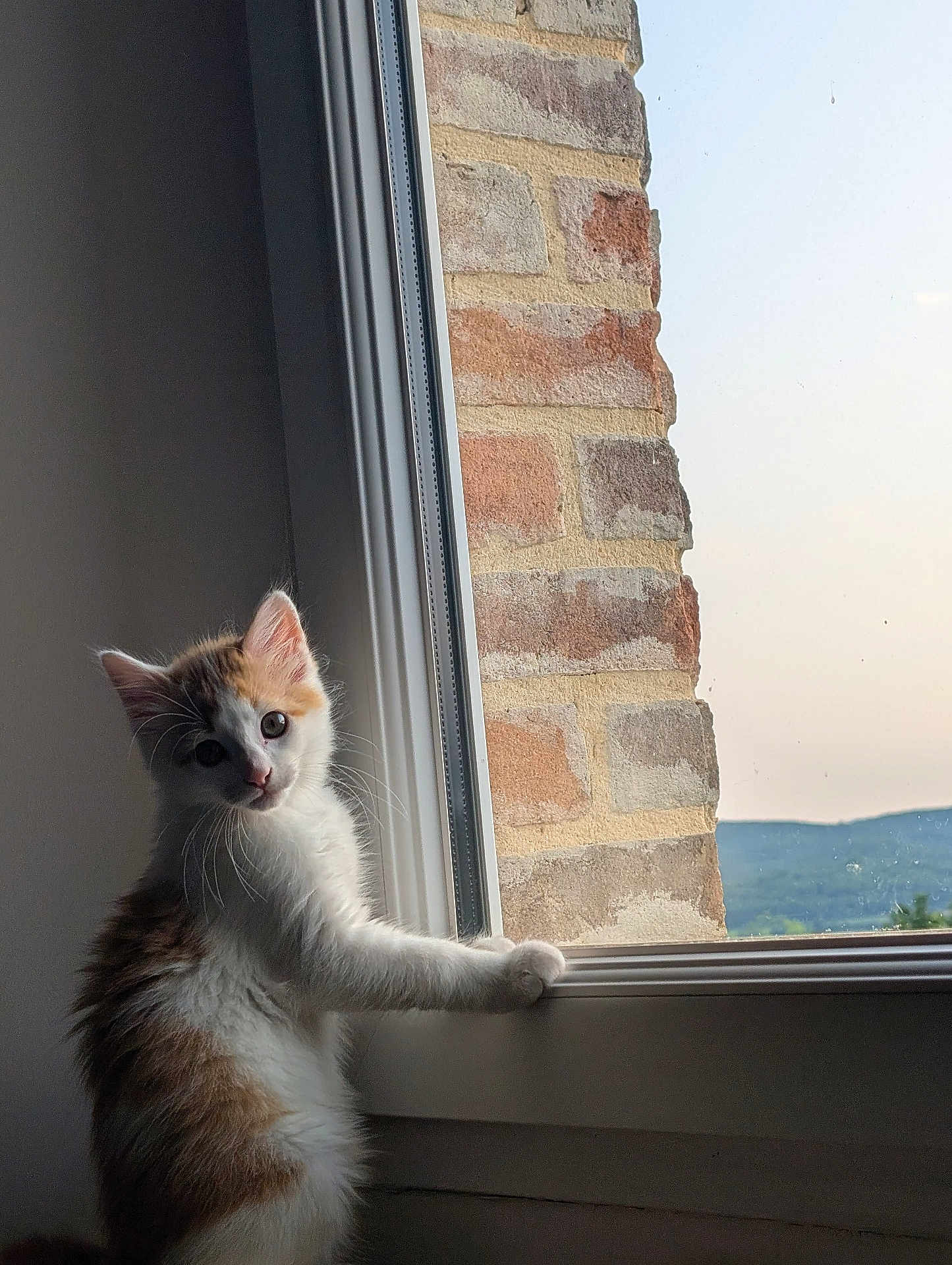 Diesel a rejoint le concours — aidez-le/la à gagner de superbes lots ! kitten, cat, window, paw, curious, fur, indoor, brick_wall, nature, daylight, pet, animal, young, fluffy, looking_out, sill, cute, domestic_cat, whiskers, ears