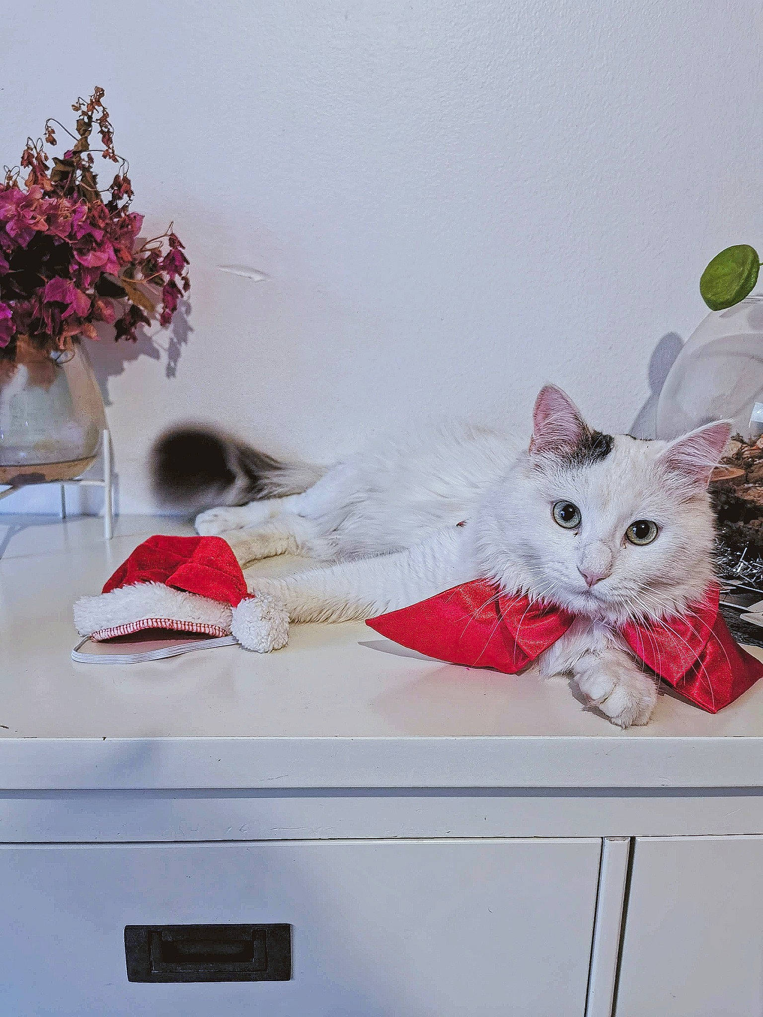 Noé participe au concours pour gagner de l'argent avec cette photo : carnivore, cat, comfort, domestic_short_haired_cat, fawn, felidae, flower, flower_arranging, flowerpot, grey, interior_design, paw, petal, pink, plant, room, small_to_medium_sized_cats, tail, whiskers, window