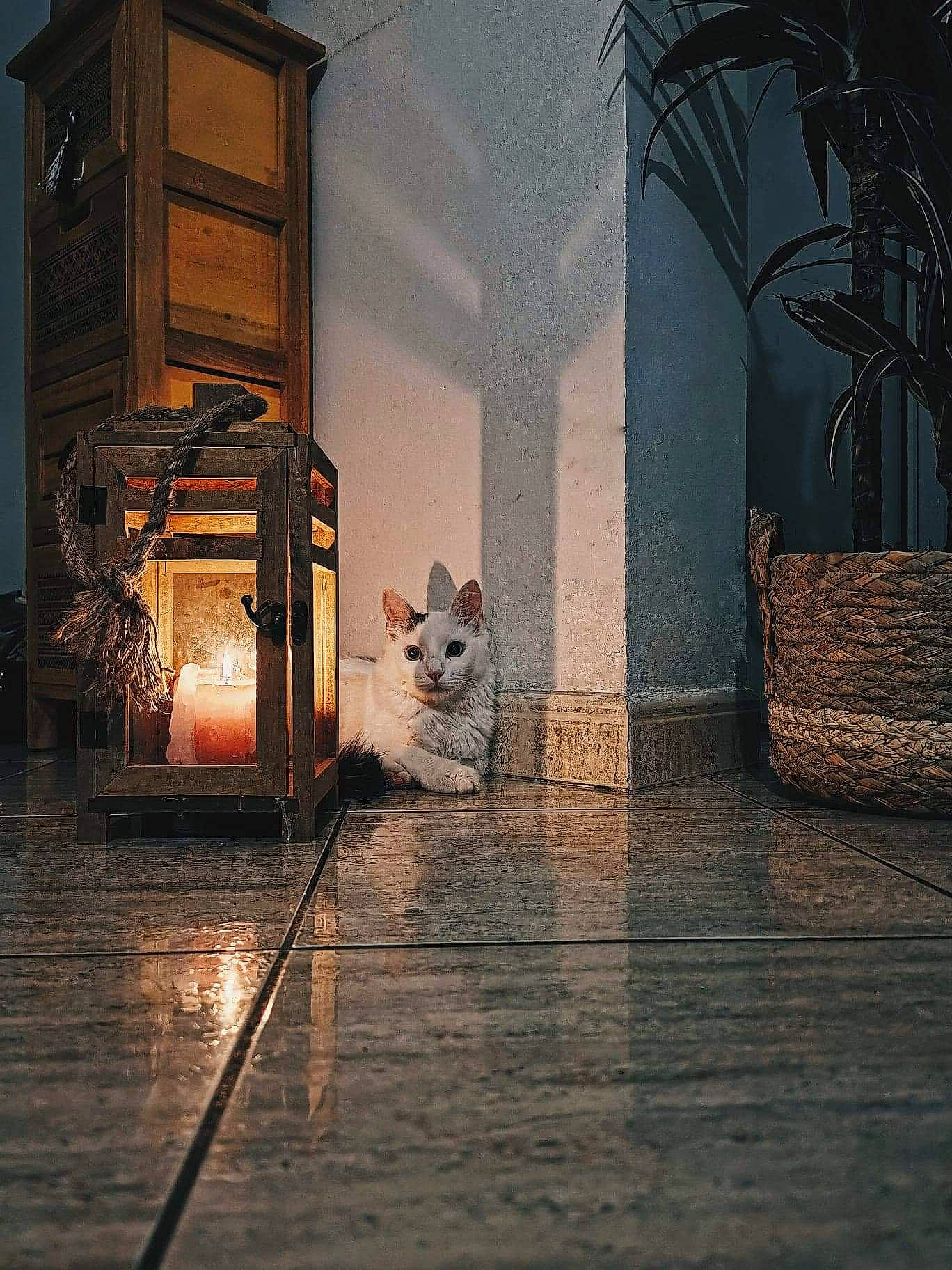 Noé a rejoint le concours — aidez-le/la à gagner de superbes lots ! architecture, automotive_lighting, building, carnivore, companion_dog, door, felidae, floor, flooring, hardwood, interior_design, mammal, morning, sky, sunlight, tints_and_shades, tire, vertebrate, window, wood