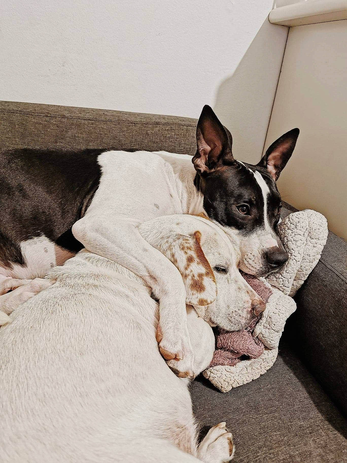 Tchita a rejoint le concours — aidez-le/la à gagner de superbes lots ! bored, canidae, carnivore, comfort, companion_dog, dog, dog_breed, ear, fawn, grey, mammal, nap, paw, russkiy_toy, snout, sporting_group, terrier, toy_dog, whiskers, working_animal