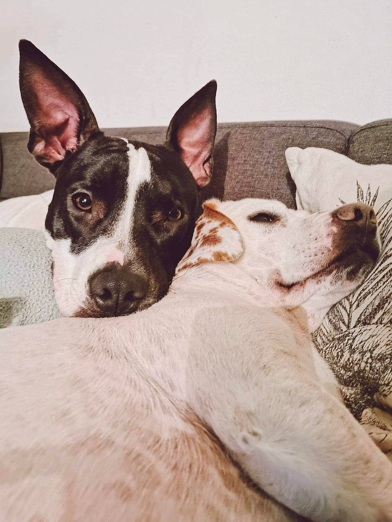 Tchita a rejoint le concours — aidez-le/la à gagner de superbes lots ! canidae, carnivore, comfort, companion_dog, couch, dog, dog_breed, fawn, head, linens, non_sporting_group, snout, sporting_group, terrestrial_animal, whiskers, working_animal