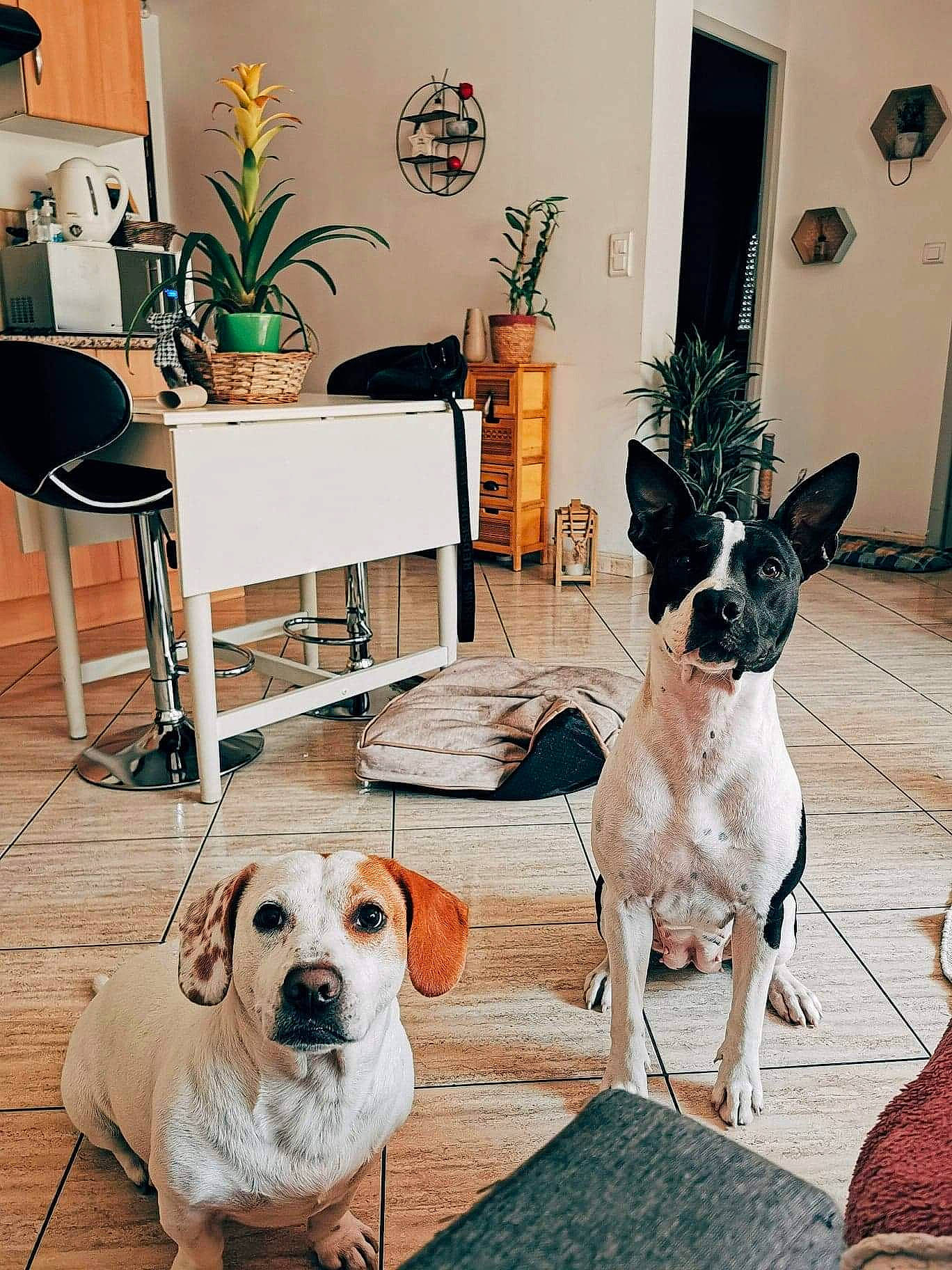 Tchita a rejoint le concours — aidez-le/la à gagner de superbes lots ! carnivore, chair, collar, comfort, companion_dog, couch, dog, dog_breed, dog_supply, fawn, floor, flooring, flowerpot, houseplant, interior_design, living_room, pet_supply, picture_frame, plant, table