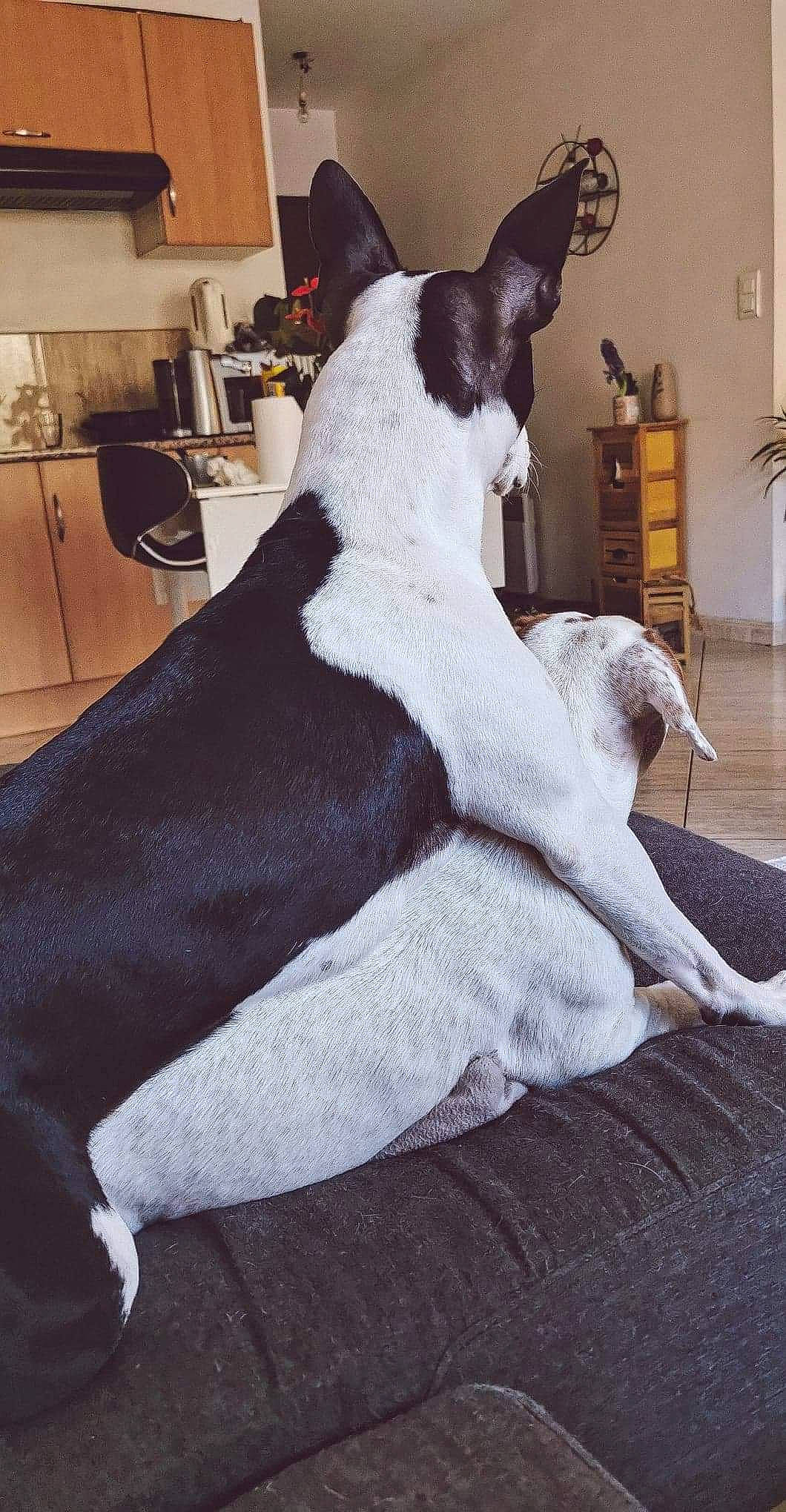 Tchita a rejoint le concours — aidez-le/la à gagner de superbes lots ! bedding, carnivore, comfort, companion_dog, dog, dog_breed, fawn, felidae, flooring, fur, grey, human_body, linens, small_to_medium_sized_cats, snout, tail, toy, whiskers, wood, working_animal