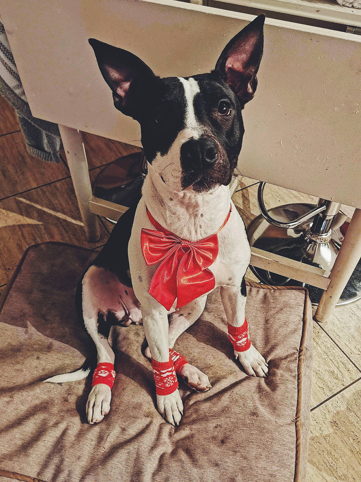 Tchita participe au concours pour gagner de l'argent avec cette photo : boston_terrier, canidae, carmine, carnivore, collar, companion_dog, dog, dog_breed, dog_collar, dog_supply, fashion_accessory, fawn, flooring, foot, leash, metal, pet_supply, snout, sporting_group, working_animal