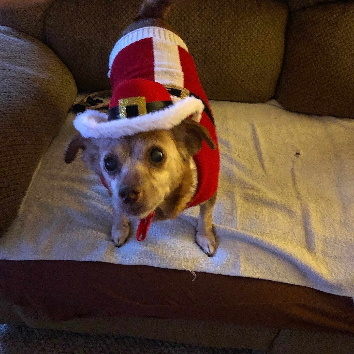 Baby is registered to the contest to win money with this photo: animal, blanket, carpet, christmas, clothing, costume, couch, cute, decor, dog, festive, fur, holiday, home, indoor, looking_up, pet, santa_hat, small_dog, warm