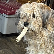 Pepper is registered to the contest to win money with this photo: dog, fluffy, long_hair, chew_bone, indoor, wooden_floor, pet, shaggy, brown, beige, black_nose, furniture, basket, plastic_container, household, animal, companion, cute, mammal, domestic