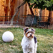 Maximus Aka Max is registered to the contest to win money with this photo: dog, grass, volleyball, outdoor, pet, fence, tree, yard, animal, canine, playing, fur, small_dog, nature, daylight, greenery, backyard, summer, standing, alert