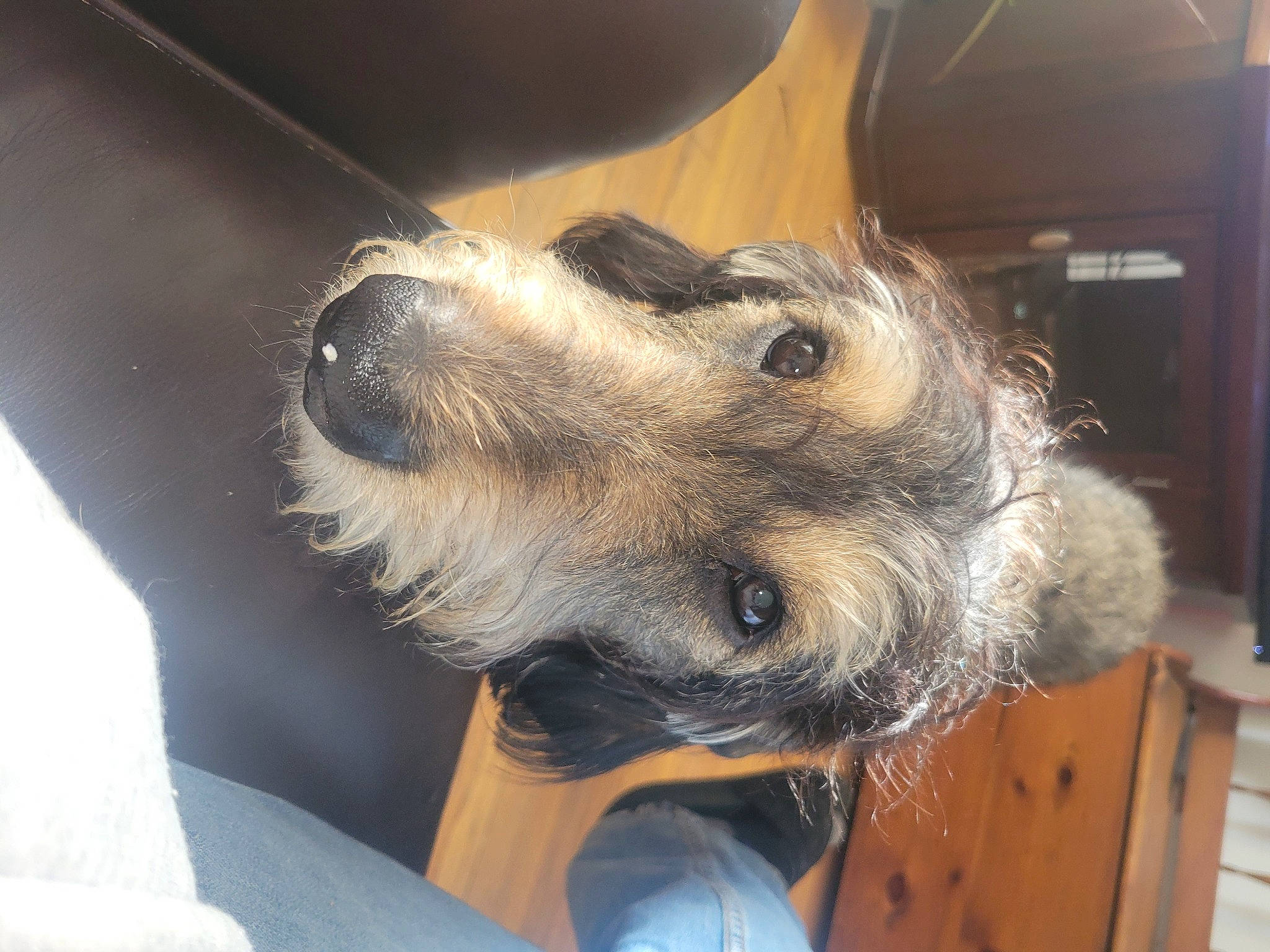 Alfie is registered to the contest to win money with this photo: canidae, carnivore, collar, companion_dog, dog, dog_breed, ear, fawn, fur, small_terrier, snout, sporting_group, terrier, whiskers, working_animal