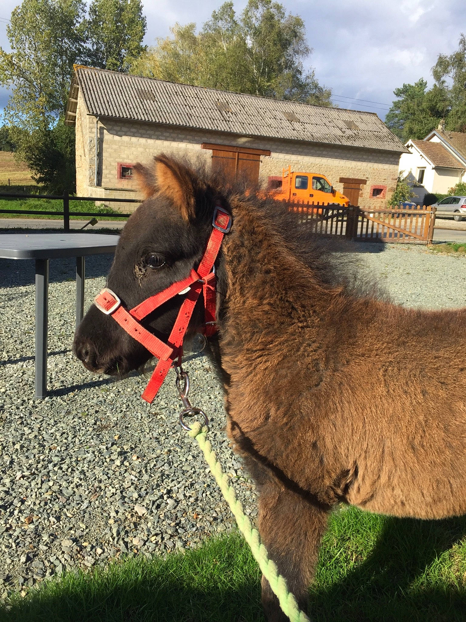 Raven a rejoint le concours — aidez-le/la à gagner de superbes lots ! bridle, halter, horse, horse_tack, livestock, mane, pack_animal, plant, pony, rein, shetland_pony, snout, wildlife, working_animal