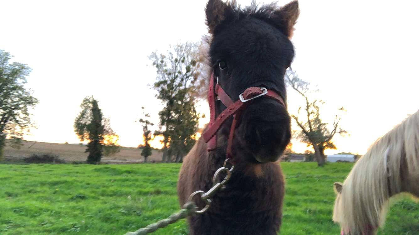 Raven a rejoint le concours — aidez-le/la à gagner de superbes lots ! bridle, hair, halter, horse, horse_supplies, horse_tack, livestock, mammal, mane, mare, mustang_horse, pack_animal, pony, rein, shetland_pony, snout, stallion, vertebrate