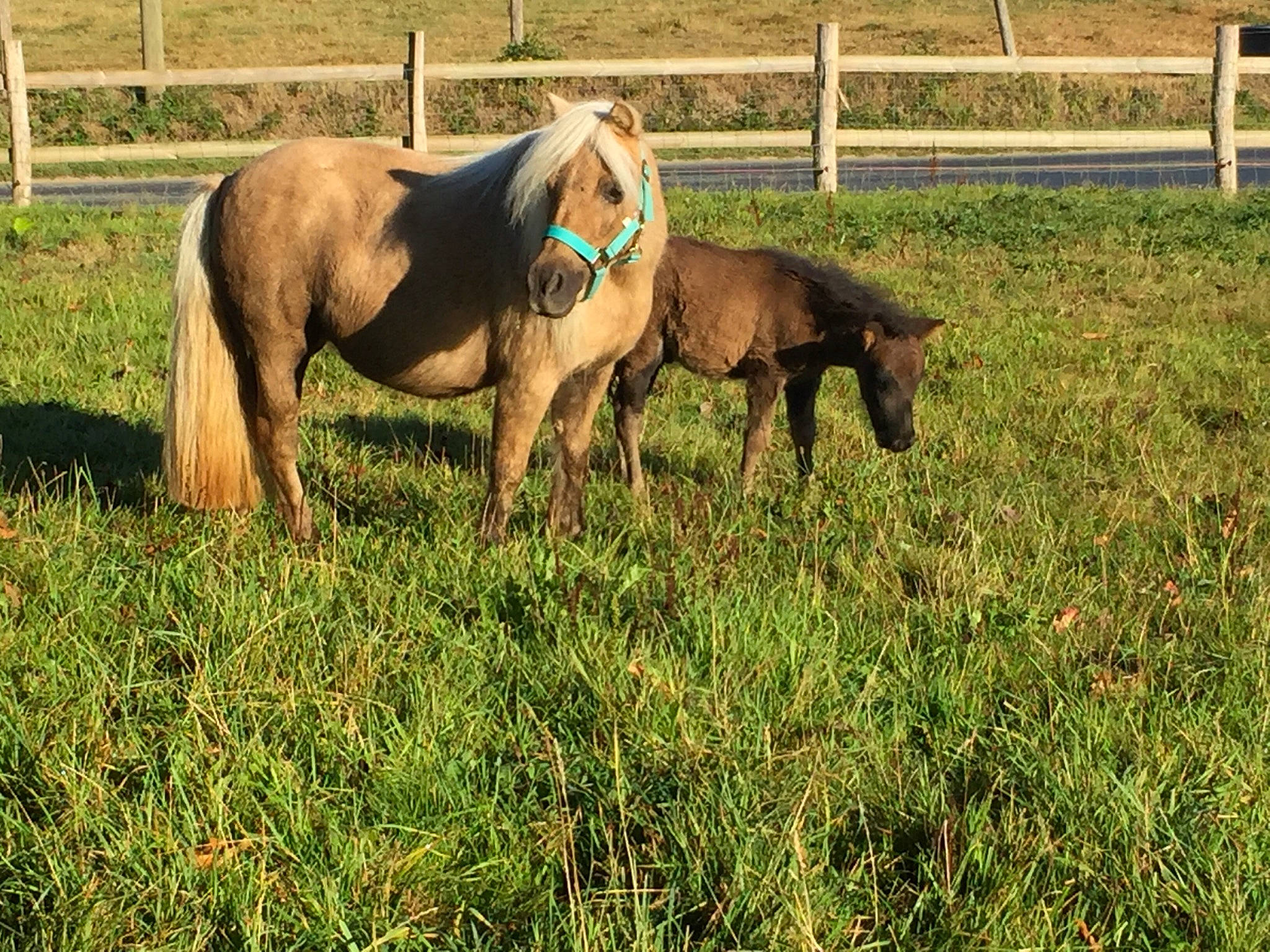 Raven a rejoint le concours — aidez-le/la à gagner de superbes lots ! colt, farm, foal, grass, grassland, grazing, horse, landscape, livestock, mammal, mane, mare, mustang_horse, pasture, plant, pony, ranch, stallion, vertebrate, working_animal