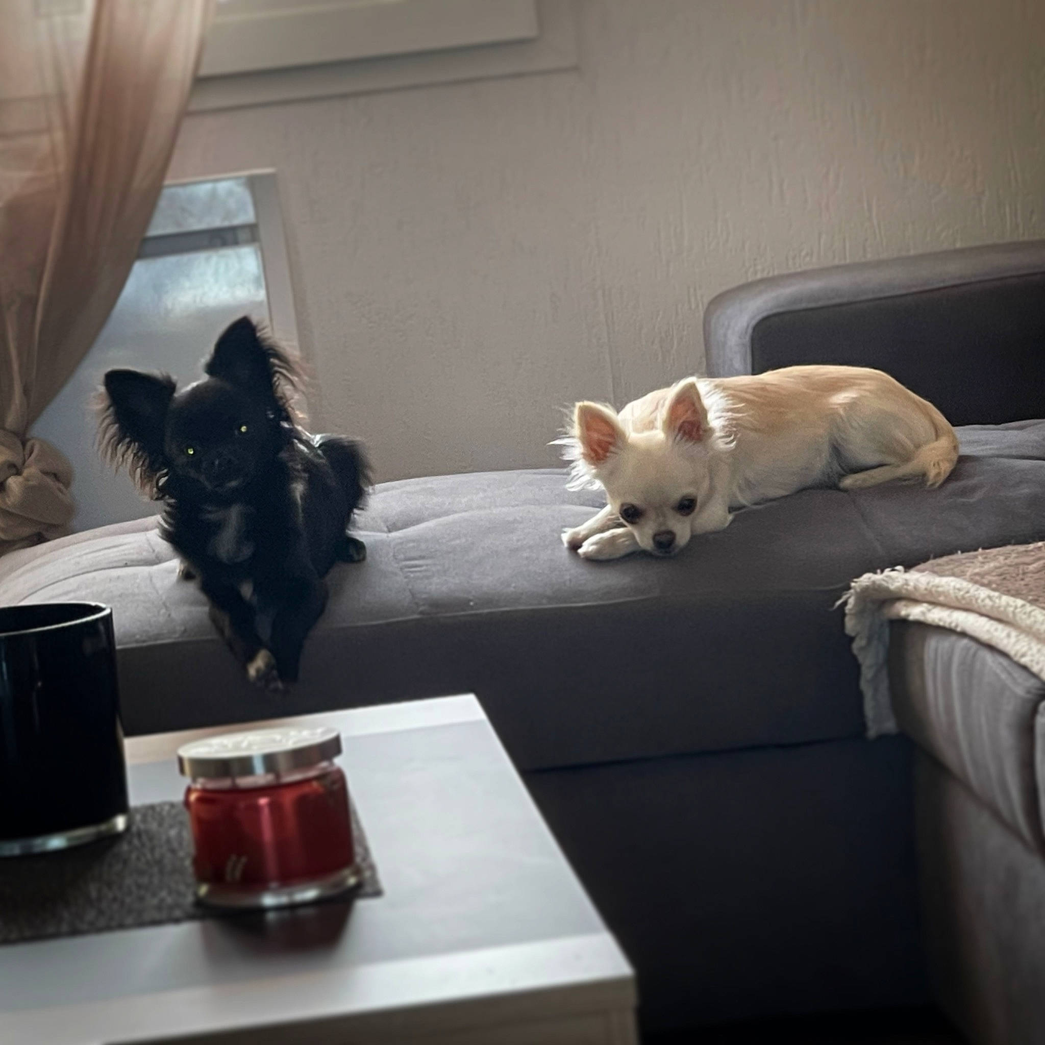 Tymba participe au concours pour gagner de l'argent avec cette photo : black_russian, carnivore, cat, comfort, companion_dog, curtain, felidae, floor, flooring, furniture, hardwood, room, small_to_medium_sized_cats, table, tableware, tail, tints_and_shades, whiskers, window, wood