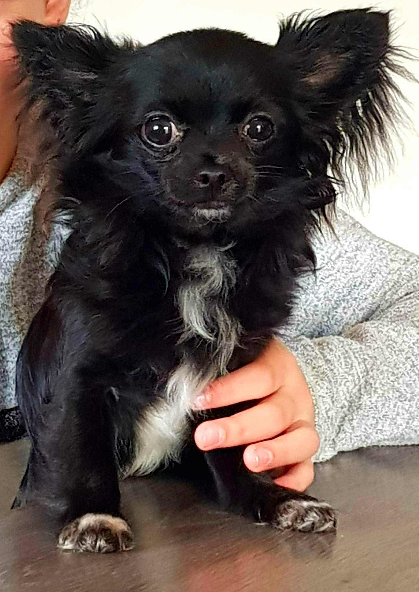 Tymba a rejoint le concours — aidez-le/la à gagner de superbes lots ! canidae, carnivore, companion_dog, dog, dog_breed, dog_supply, fawn, fur, liver, non_sporting_group, snout, sporting_group, terrestrial_animal, toy_dog, whiskers, working_animal