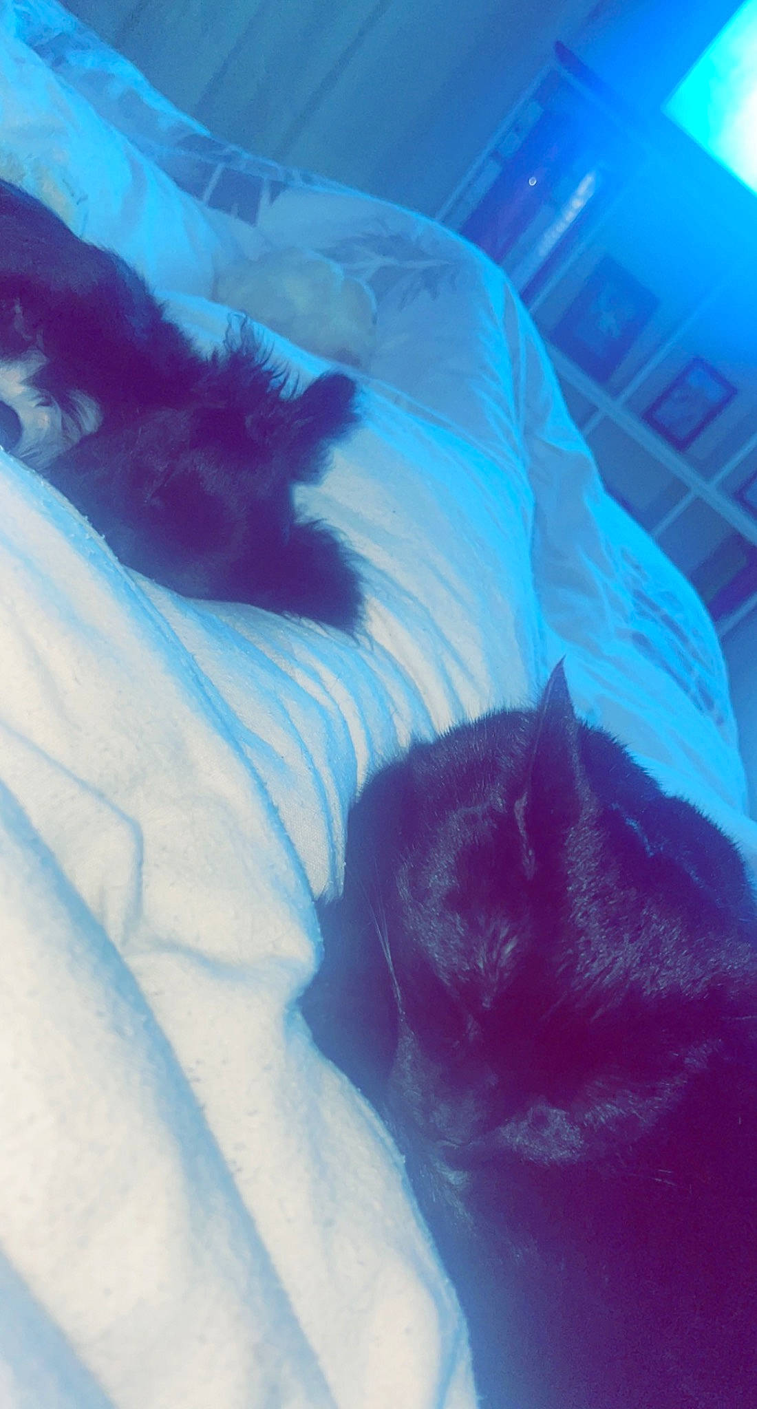 Tymba participe au concours pour gagner de l'argent avec cette photo : aqua, bed_sheet, bedding, carnivore, cloud, comfort, dog_breed, electric_blue, felidae, fur, human_leg, linens, nap, room, small_to_medium_sized_cats, tail, tints_and_shades, vertebrate, whiskers, window