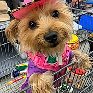 Bambi joined the competition — help win amazing prizes! dog, small_dog, shopping_cart, hat, cowboy_hat, purple_clothing, pink_harness, pet, indoor, curious, animal, furry, cute, domestic_animal, shopping, store, leopard_print, front_paws, close_up, looking