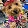 dog, small_dog, shopping_cart, hat, cowboy_hat, purple_clothing, pink_harness, pet, indoor, curious, animal, furry, cute, domestic_animal, shopping, store, leopard_print, front_paws, close_up, looking