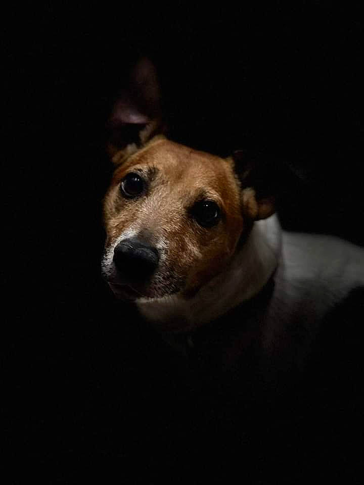Rusty is registered to the contest to win money with this photo: brown, canidae, carnivore, companion_dog, darkness, dog, dog_breed, ear, fawn, fur, night, sporting_group, street_dog, terrestrial_animal, whiskers, wildlife, wood, working_animal