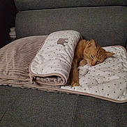 Yoshi a rejoint le concours — aidez-le/la à gagner de superbes lots ! cat, orange_cat, blanket, couch, sleeping, cozy, indoor, pet, resting, feline, fur, comfort, home, relaxation, animal, cute, domestic, quiet, soft, warm