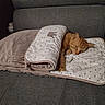 cat, orange_cat, blanket, couch, sleeping, cozy, indoor, pet, resting, feline, fur, comfort, home, relaxation, animal, cute, domestic, quiet, soft, warm
