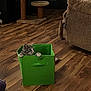 Gracie joined the competition — help win amazing prizes! cat, tabby_cat, green_box, wooden_floor, cat_tree, couch, indoor, pet, curious, paws, furniture, living_room, cozy, animal, playful, domestic_cat, resting, soft_lighting, home, flooring