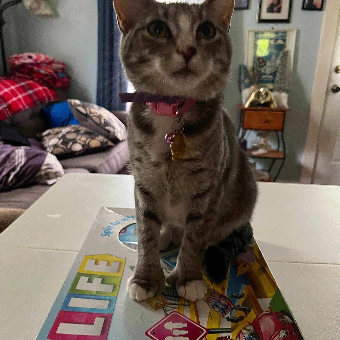 Gracie joined the competition — help win amazing prizes! animal, board_game, cat, collar, couch, curtains, cute, domestic, door, furniture, game_of_life, home, indoor, living_room, pet, pictures, pillows, tabby, table, wall_art