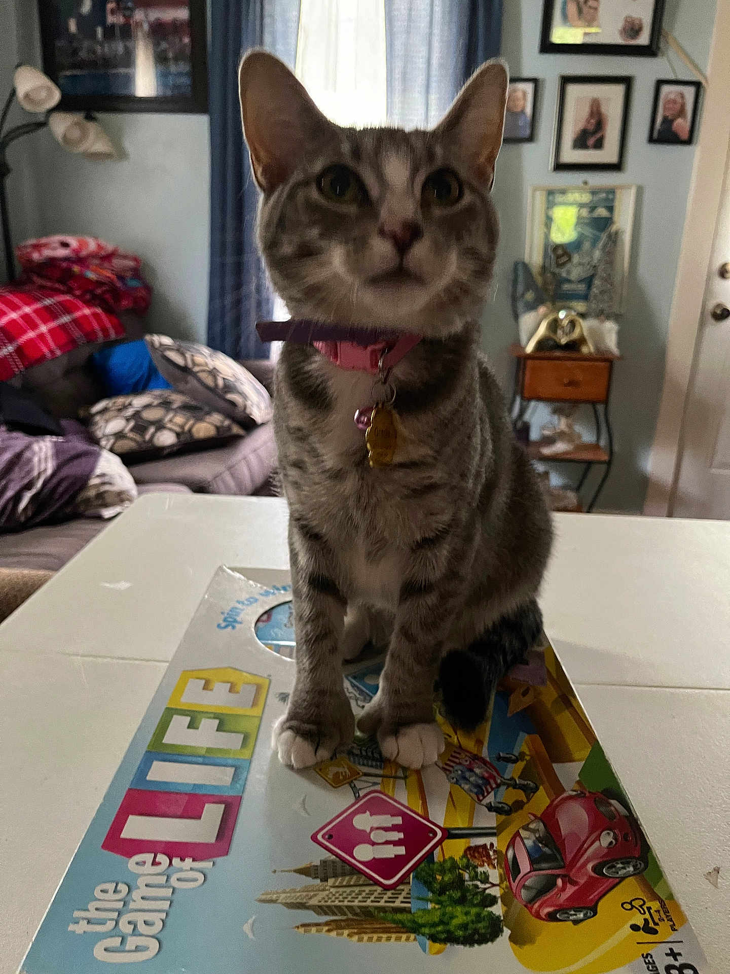 Gracie
