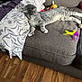 Gracie joined the competition — help win amazing prizes! cat, gray_tabby, couch, pillow, toy, feather_toy, wooden_floor, indoor, pet, relaxed, feline, striped, collar, domestic_cat, furniture, resting, household, cozy, living_room, animal