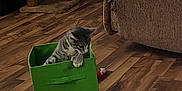 Gracie joined the competition — help win amazing prizes! kitten, cat, green_box, wooden_floor, living_room, furniture, cat_tree, scratching_post, cozy, pet, indoor, curious, tabby, animal, flooring, couch, toy, playful, domestic_cat, home