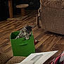 kitten, cat, green_box, wooden_floor, living_room, furniture, cat_tree, scratching_post, cozy, pet, indoor, curious, tabby, animal, flooring, couch, toy, playful, domestic_cat, home