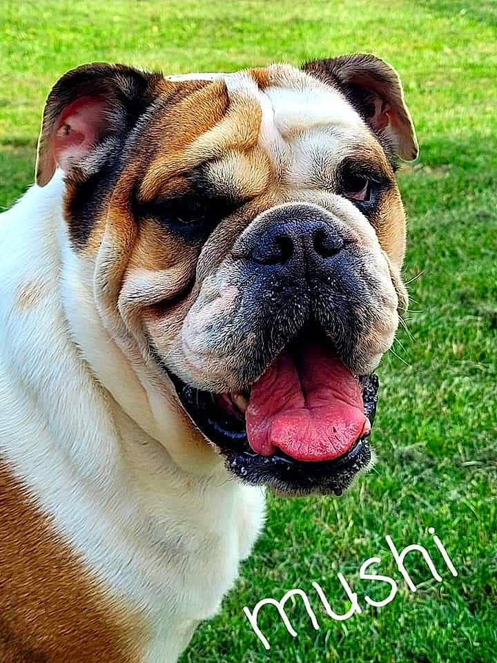 Mushi a rejoint le concours — aidez-le/la à gagner de superbes lots ! bulldog, canidae, carnivore, collar, companion_dog, dog, dog_breed, dog_collar, fawn, grass, molosser, plant, snout, sporting_group, terrestrial_animal, tree, whiskers, working_animal, working_dog, wrinkle