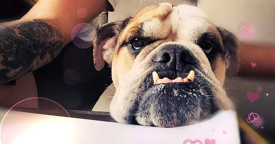 Mushi a rejoint le concours — aidez-le/la à gagner de superbes lots ! ancient_dog_breeds, bulldog, canidae, collar, companion_dog, dog, dog_breed, dog_collar, guard_dog, molosser, paw, puppy, puppy_love, sporting_group, toy_dog, whiskers, working_animal, working_dog, wrinkle, wrist