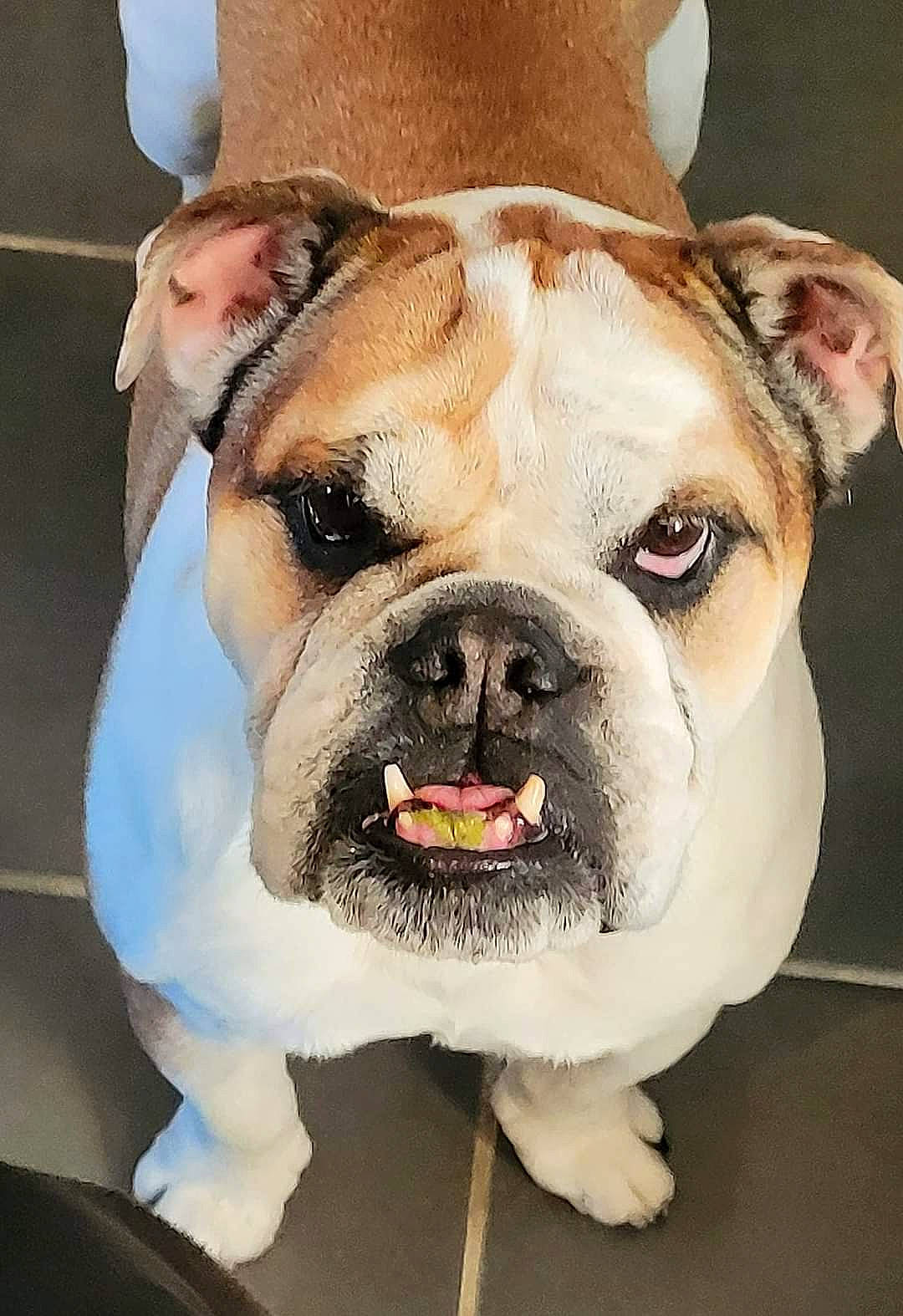 Mushi participe au concours pour gagner de l'argent avec cette photo : bulldog, canidae, carnivore, collar, companion_dog, dog, dog_breed, dog_collar, fang, fawn, fur, jaw, molosser, olde_english_bulldogge, snout, sporting_group, terrestrial_animal, whiskers, working_animal, wrinkle