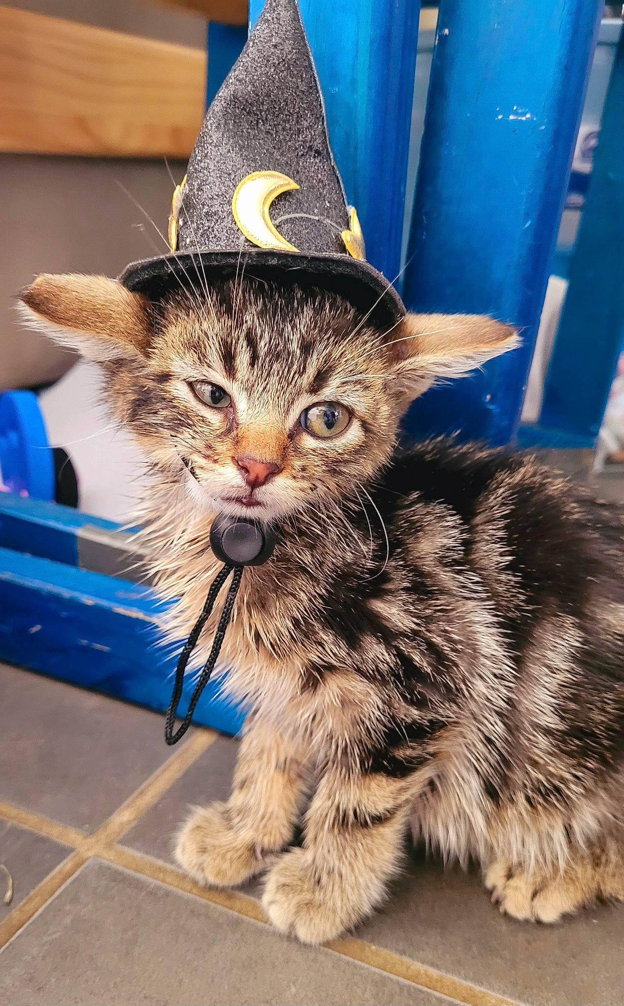 Shelby a rejoint le concours — aidez-le/la à gagner de superbes lots ! blue, carnivore, cat, cone, costume_hat, domestic_short_haired_cat, electric_blue, event, fashion_accessory, fedora, felidae, fur, hat, party_hat, paw, small_to_medium_sized_cats, snout, sun_hat, terrestrial_animal, whiskers