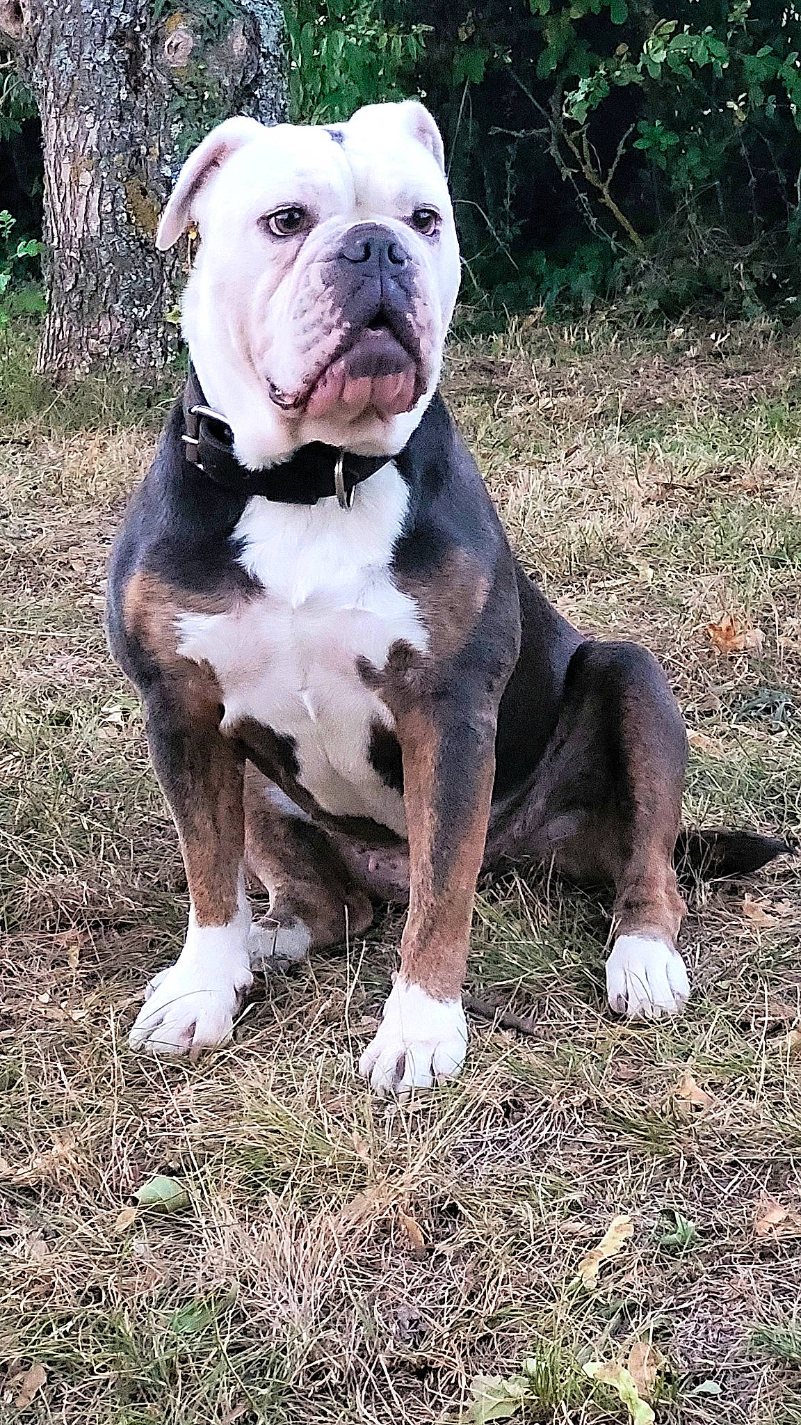 Kenshi participe au concours pour gagner de l'argent avec cette photo : bulldog, carnivore, companion_dog, dog, dog_breed, fawn, grass, molosser, non_sporting_group, plant, snout, sporting_group, terrestrial_animal, working_dog