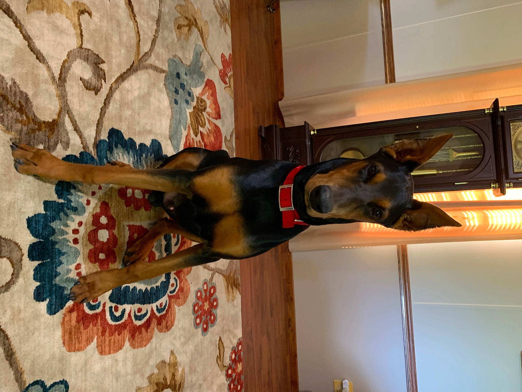 Max joined the competition — help win amazing prizes! art, carnivore, collar, dog, dog_breed, dog_collar, event, fawn, flooring, guard_dog, plant, room, snout, sporting_group, tail, tree, visual_arts, window, wood, working_animal