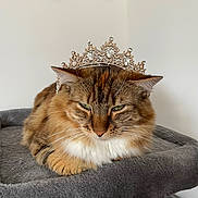 Athena participe au concours pour gagner de l'argent avec cette photo : cat, crown, jewelry, fluffy, pet, animal, feline, indoor, resting, soft, grey, fur, green_eyes, portrait, cute, relaxed, home, decor, photography, tiara
